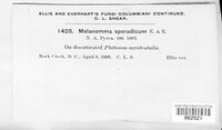 Splanchnonema sporadicum image